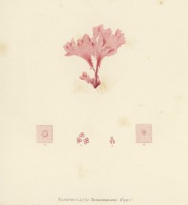 British Sea-Weed